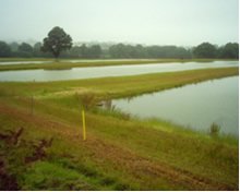 10 acres of 5 carp rearing ponds. Please click on image
