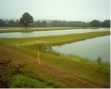 10 acres of 5 carp rearing ponds.